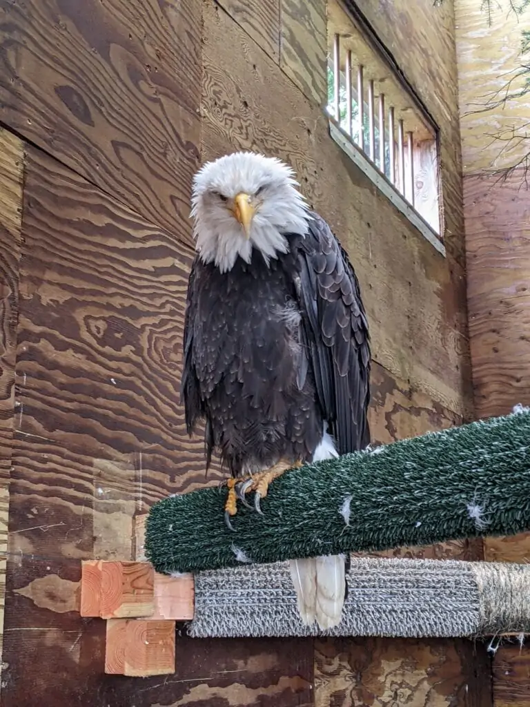 Un pygargue à tête blanche au Raptor Center de Sitka en Alaska