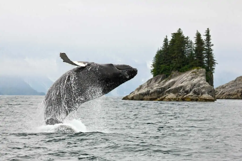 Baleine à bosse sautant dans le passage intérieur de l'Alaska