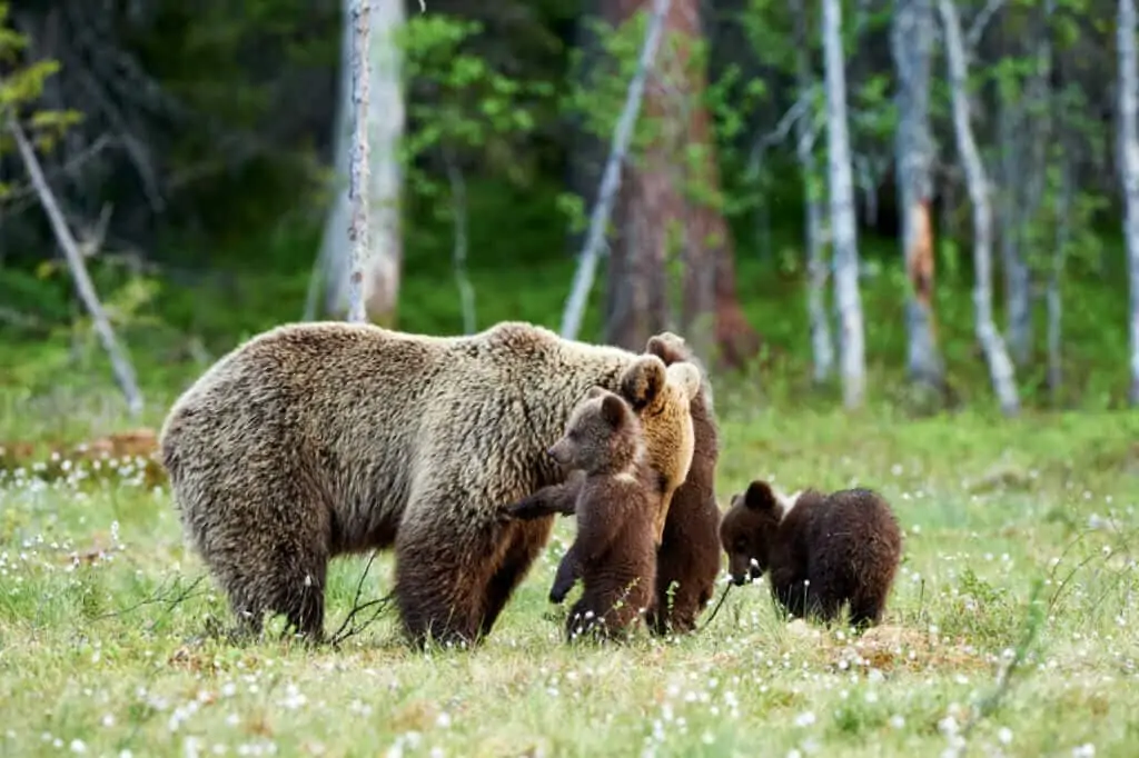 Une mère ourse protège ses trois petits chiots en Alaska