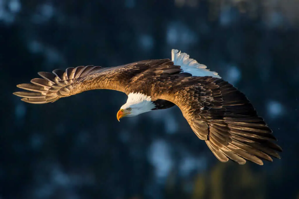 Pygargue à tête blanche américaine plongée en vol contre la montagne boisée de l'alaska