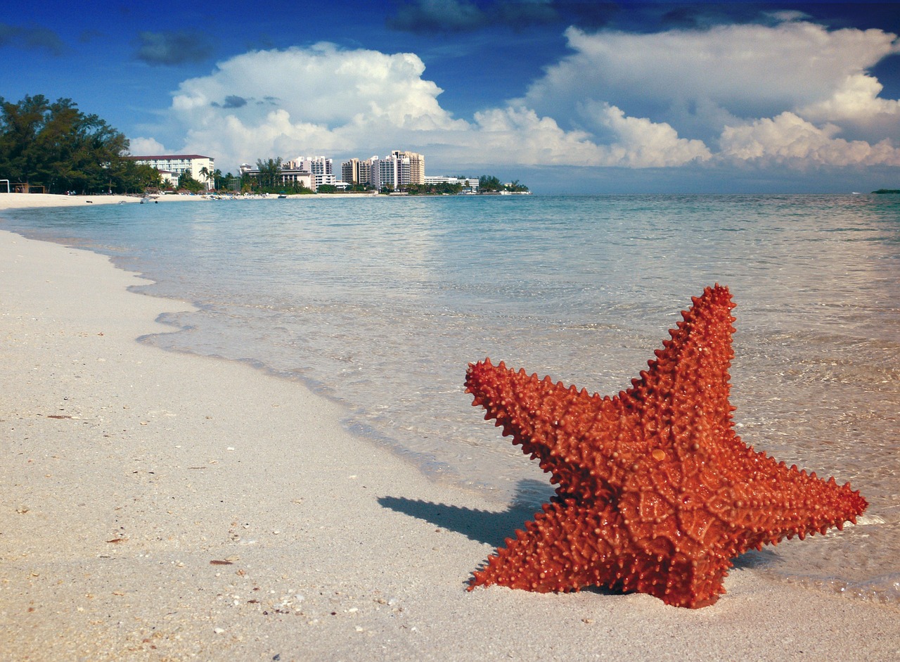 Étoile de mer dans l'eau des Bahamas